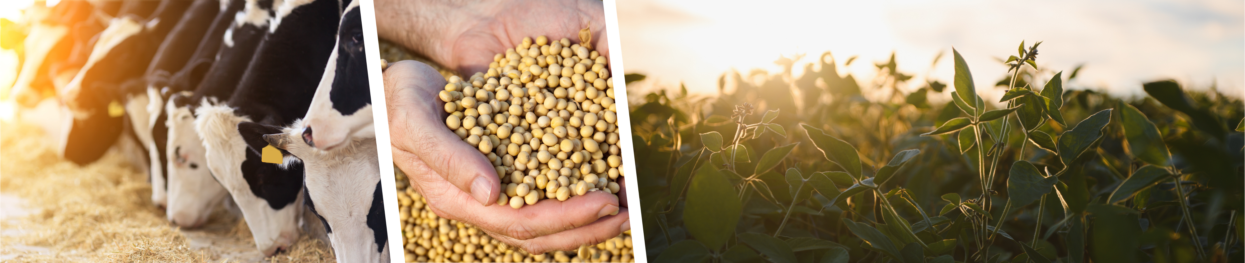 High oleic banner photo msn.png